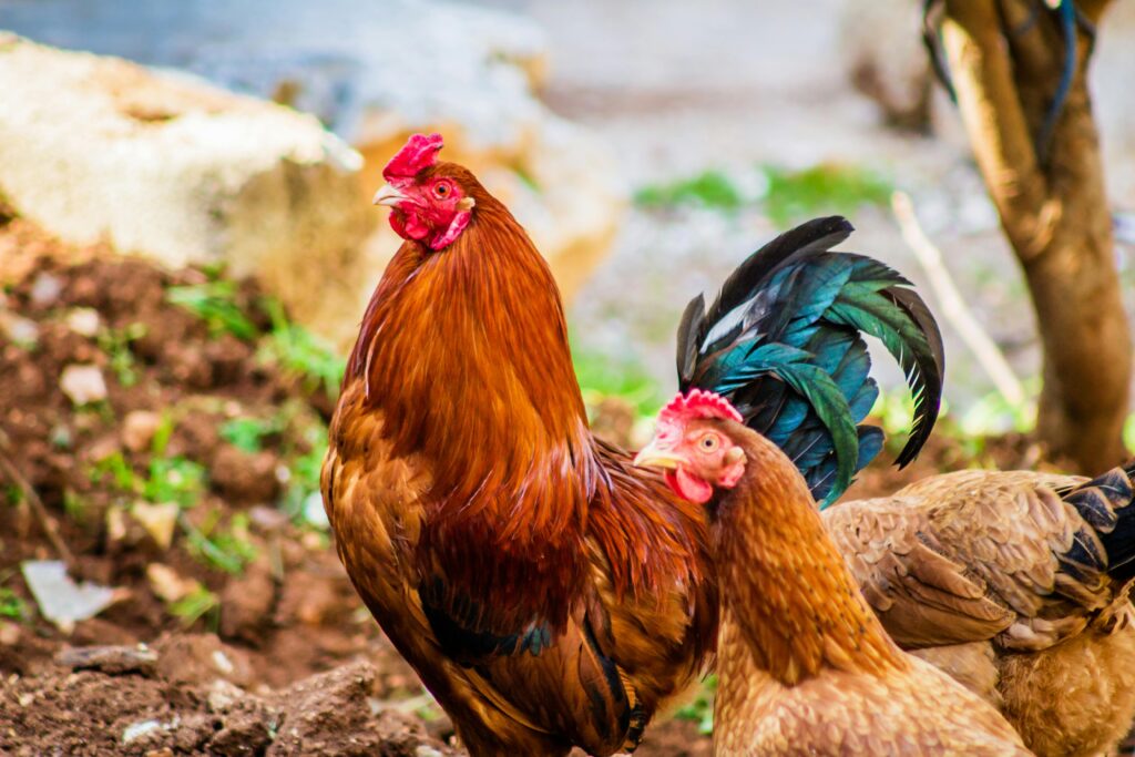 importance of poultry farming
